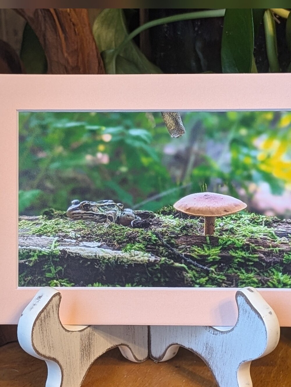 Original Mushroom and Frog Photography 5x7 Peach Matted Print